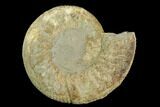 Ammonite (Orthosphinctes) Fossil - Germany #125619-1